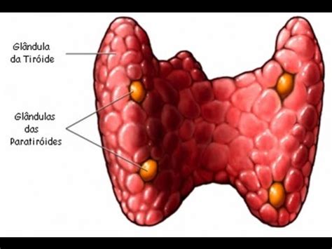 10 Coisas Sobre Tireoide Sbem