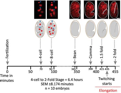A Quiet Lab Morning: Count C. Elegans Embryos Reveal Their Secrets