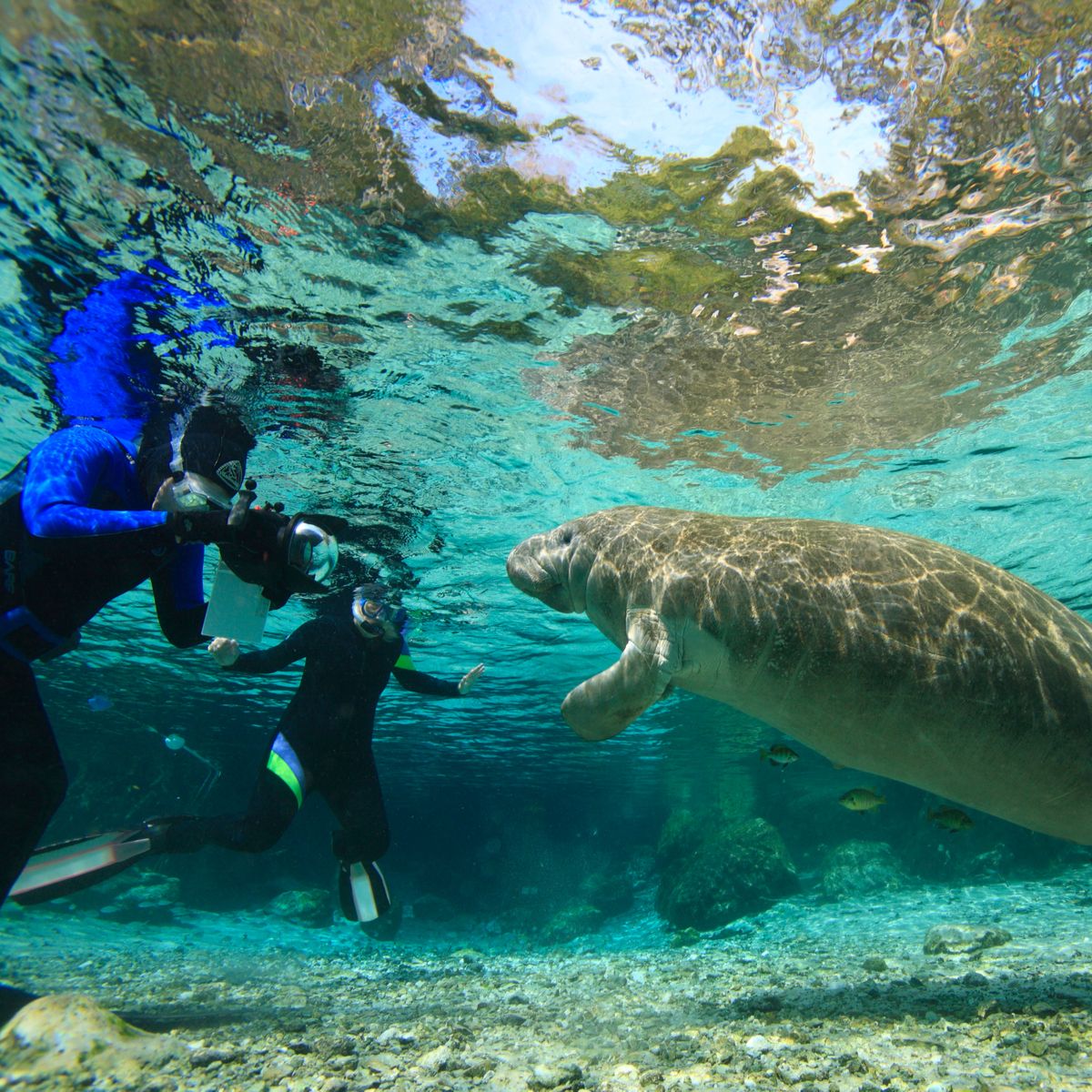 Exploring Silver Glen Springs Artofit