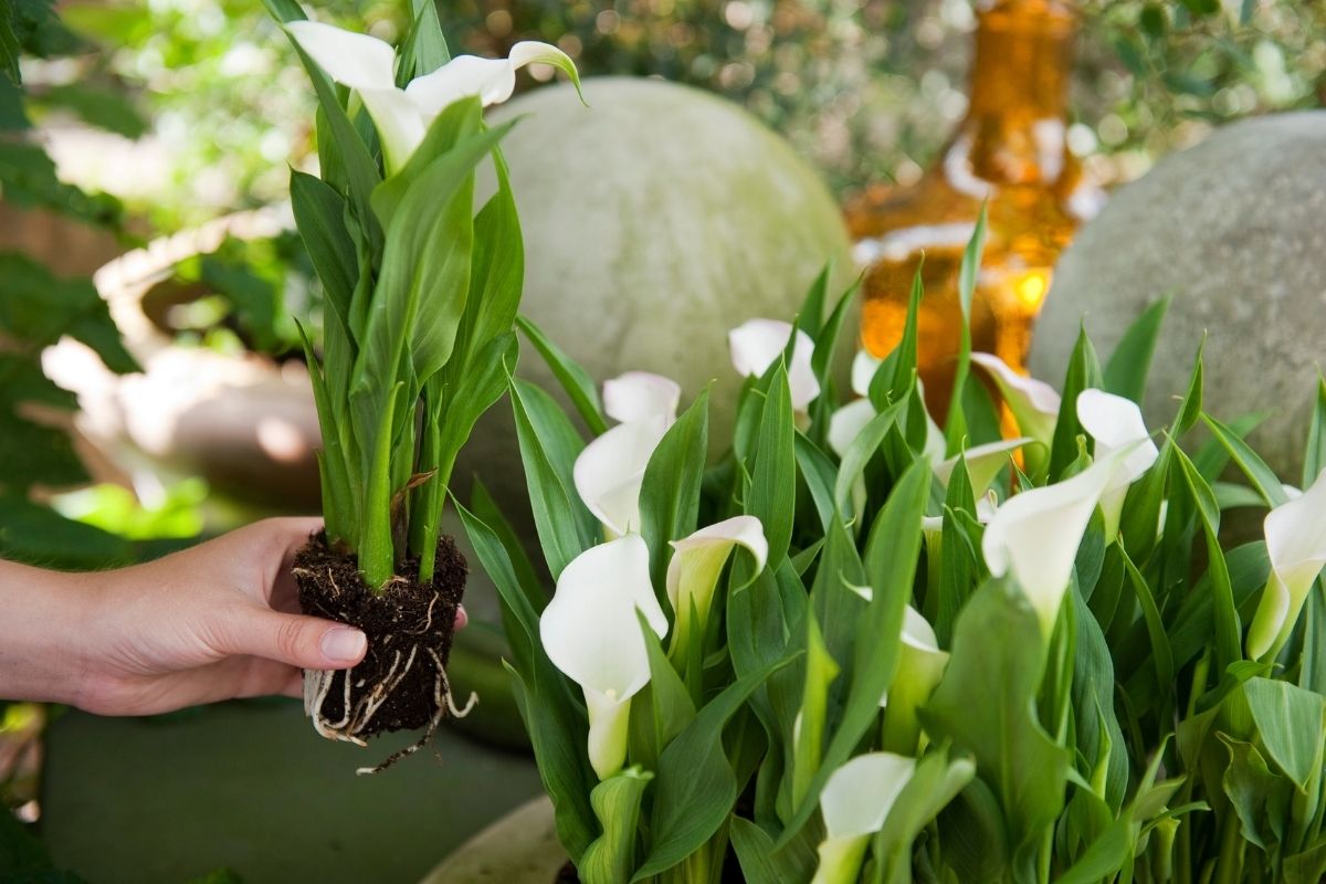 Lily Florissa Lily Florissa