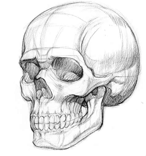 Realistic Skull Drawing