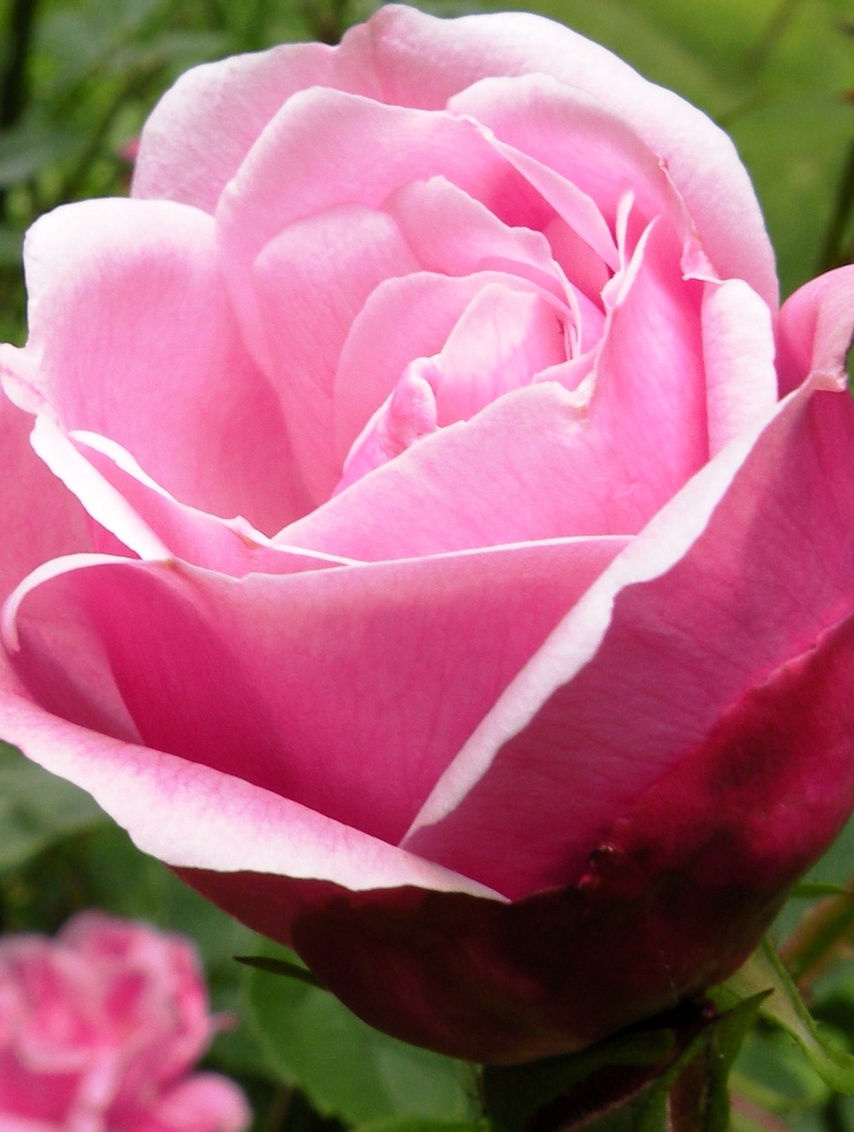 You Can Successfully Grow Roses